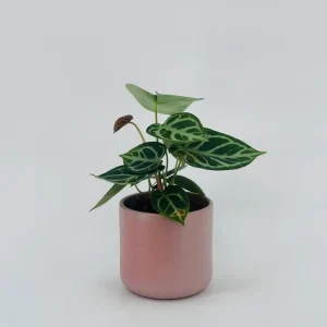 Certificadas CE ANTHURIUM PLATA BLUSH M12