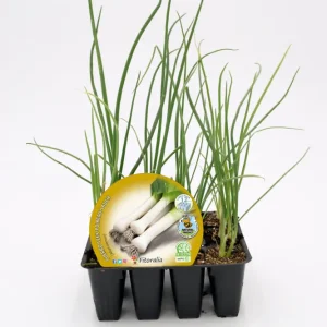 Pack Plantones Puerro 12 Ud. Original - Fitoralia