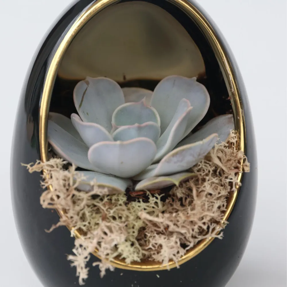 Pilas de Reloj Huevo De Echeveria Dorado Negro - 2 Pzs - Echeveria Lilacina - Altura 12cm