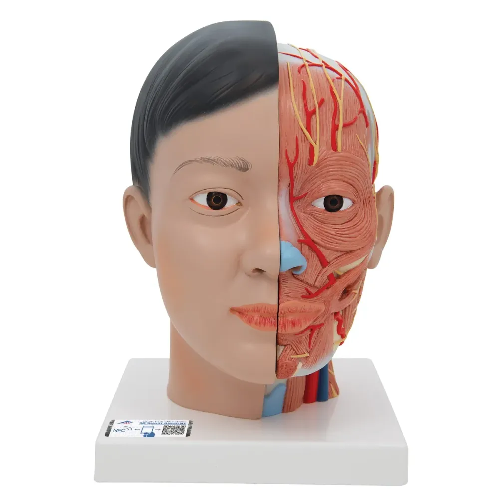 Cabeza (asíatica) con cuello, 4 piezas - 3B Smart Anatomy 3B Scientific