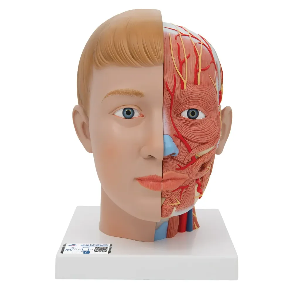 Cabeza con cuello, 4 piezas - 3B Smart Anatomy 3B Scientific