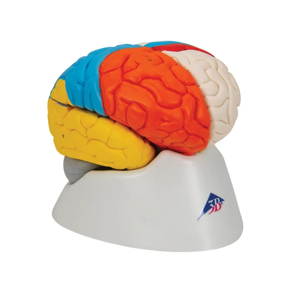 Cerebro neuro-anatómico, desmontable en 8 piezas - 3B Smart Anatomy 3B Scientific