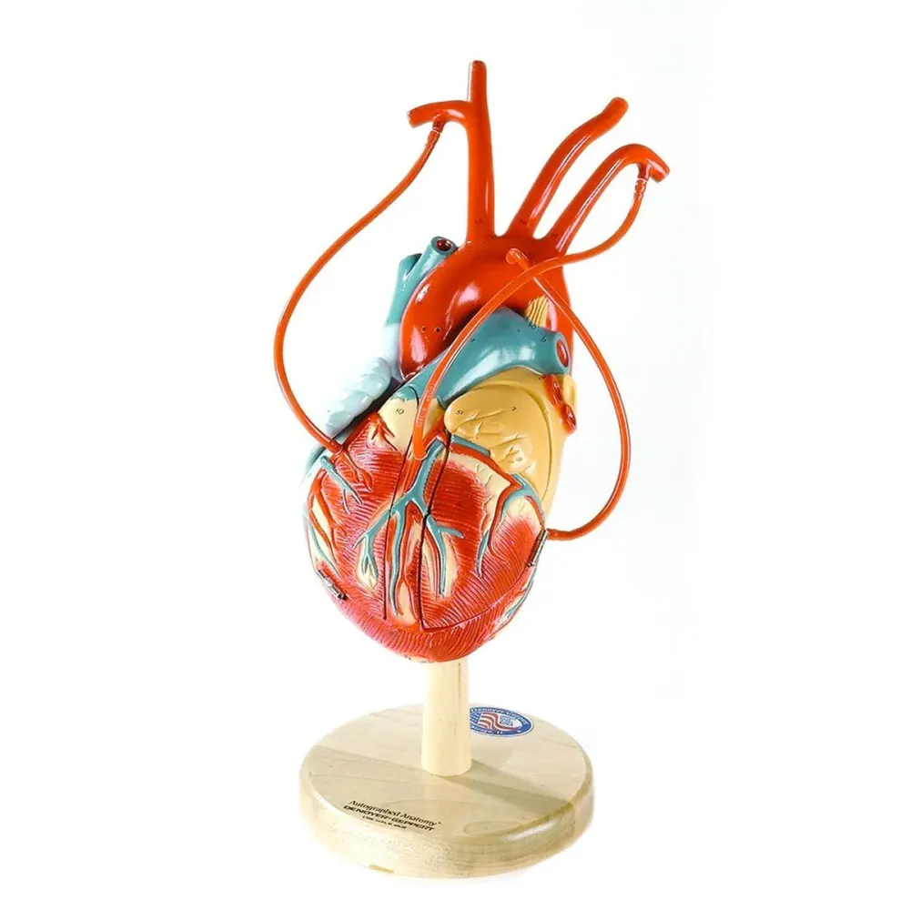 Corazón America PLUS con vasos de derivación coronaria 3B Scientific