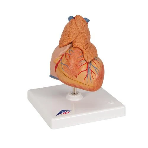 Corazón clásico con timo, de 3 piezas - 3B Smart Anatomy 3B Scientific