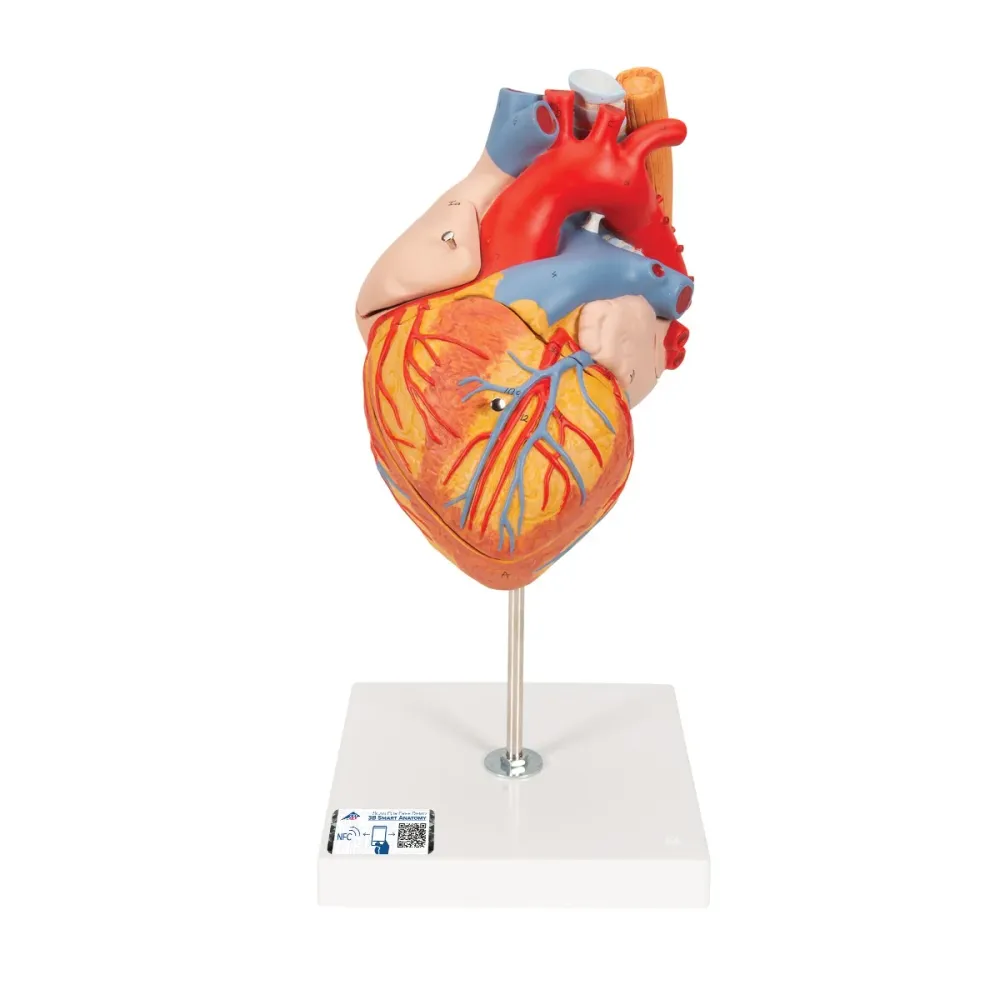 Corazón con esófago y tráquea, 2 veces su tamaño natural, de 5 piezas - 3B Smart Anatomy 3B Scientific