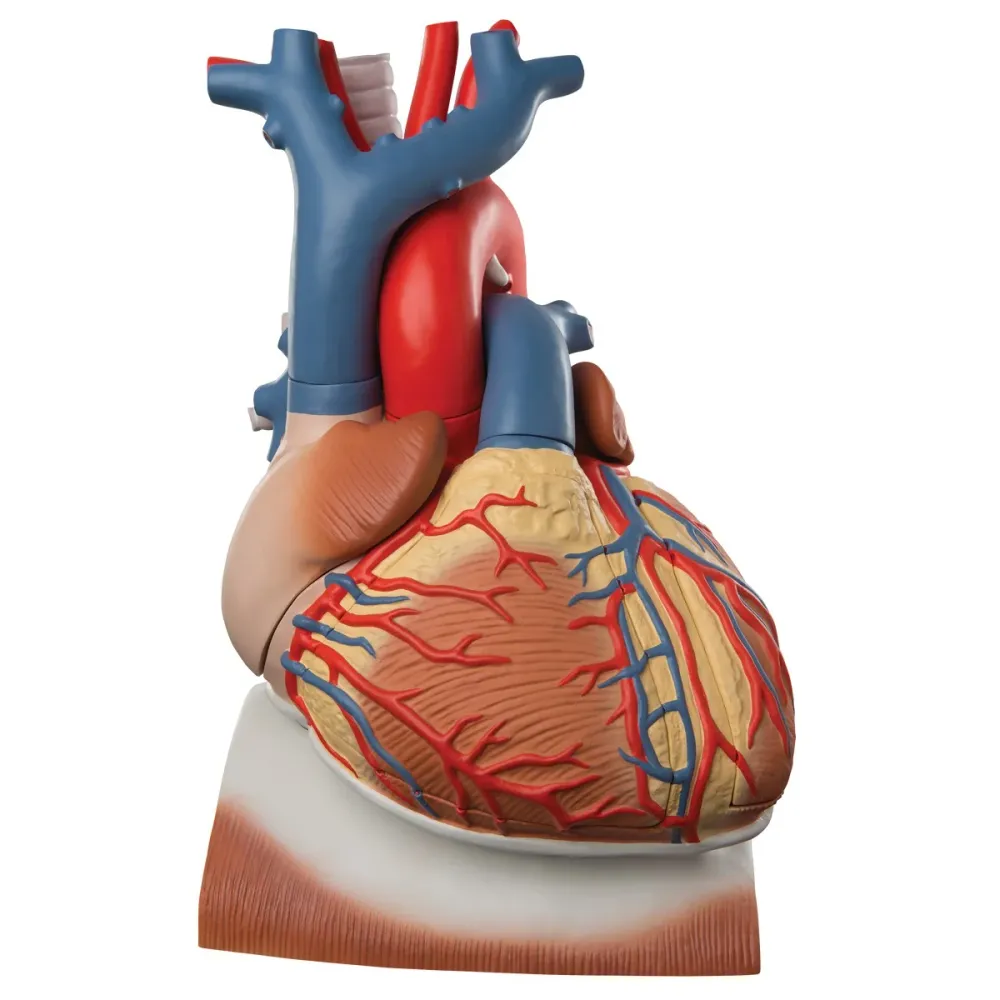 Corazón en diafragma, 3 veces su tamaño natural, de 10 piezas - 3B Smart Anatomy 3B Scientific