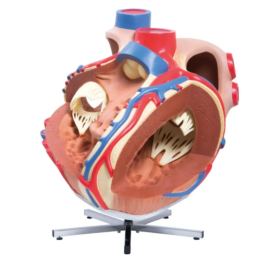 Corazón grande, 8 veces su tamaño natural - 3B Smart Anatomy 3B Scientific