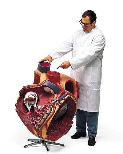 Corazón grande, 8 veces su tamaño natural - 3B Smart Anatomy 3B Scientific