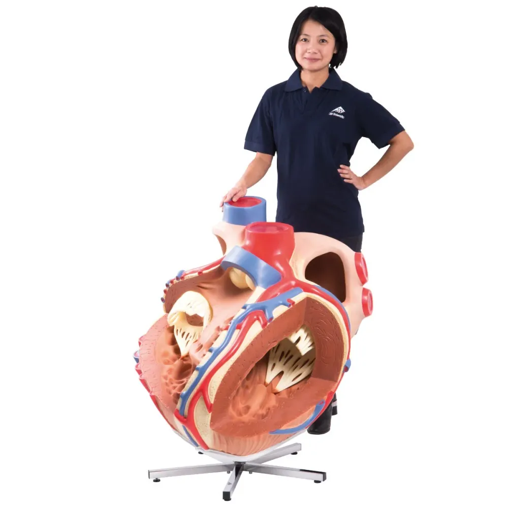Corazón grande, 8 veces su tamaño natural - 3B Smart Anatomy 3B Scientific