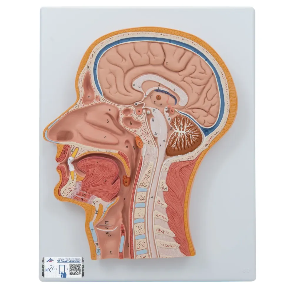 Corte medial de la cabeza - 3B Smart Anatomy 3B Scientific