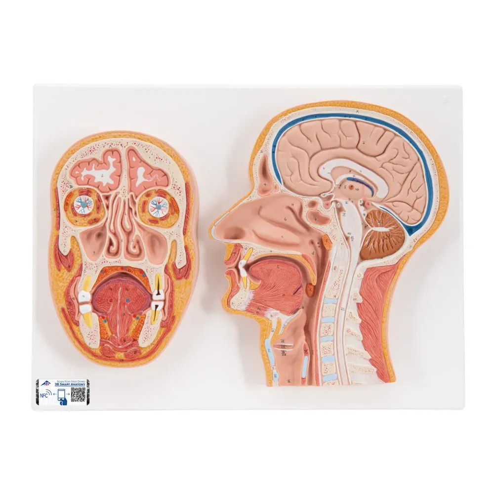 Corte Medial y Frontal de la Cabeza - 3B Smart Anatomy 3B Scientific