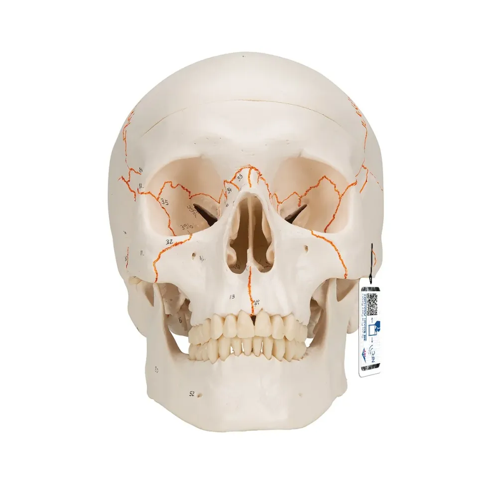 Cráneo clásico con mandíbula abierta, desmontable en 3 piezas - 3B Smart Anatomy 3B Scientific