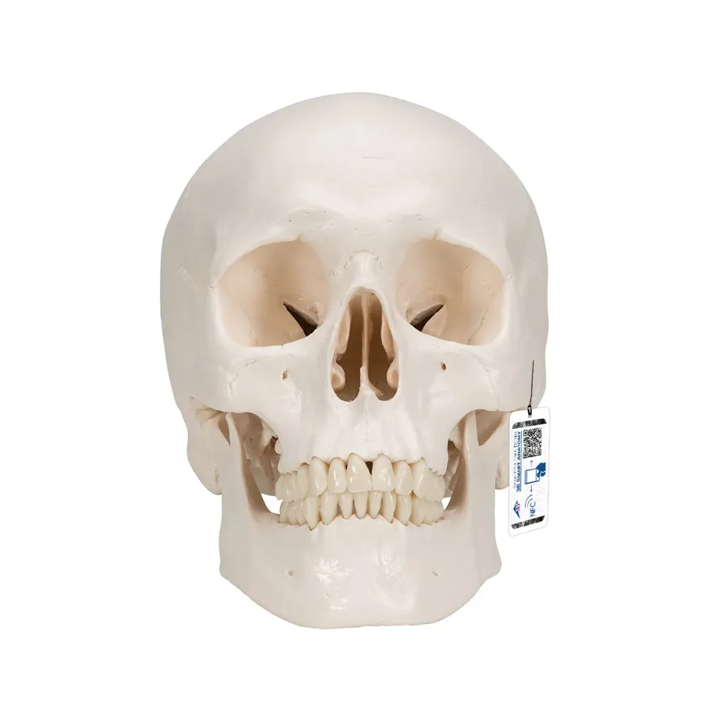 Cráneo Clásico, 3 partes - 3B Smart Anatomy 3B Scientific