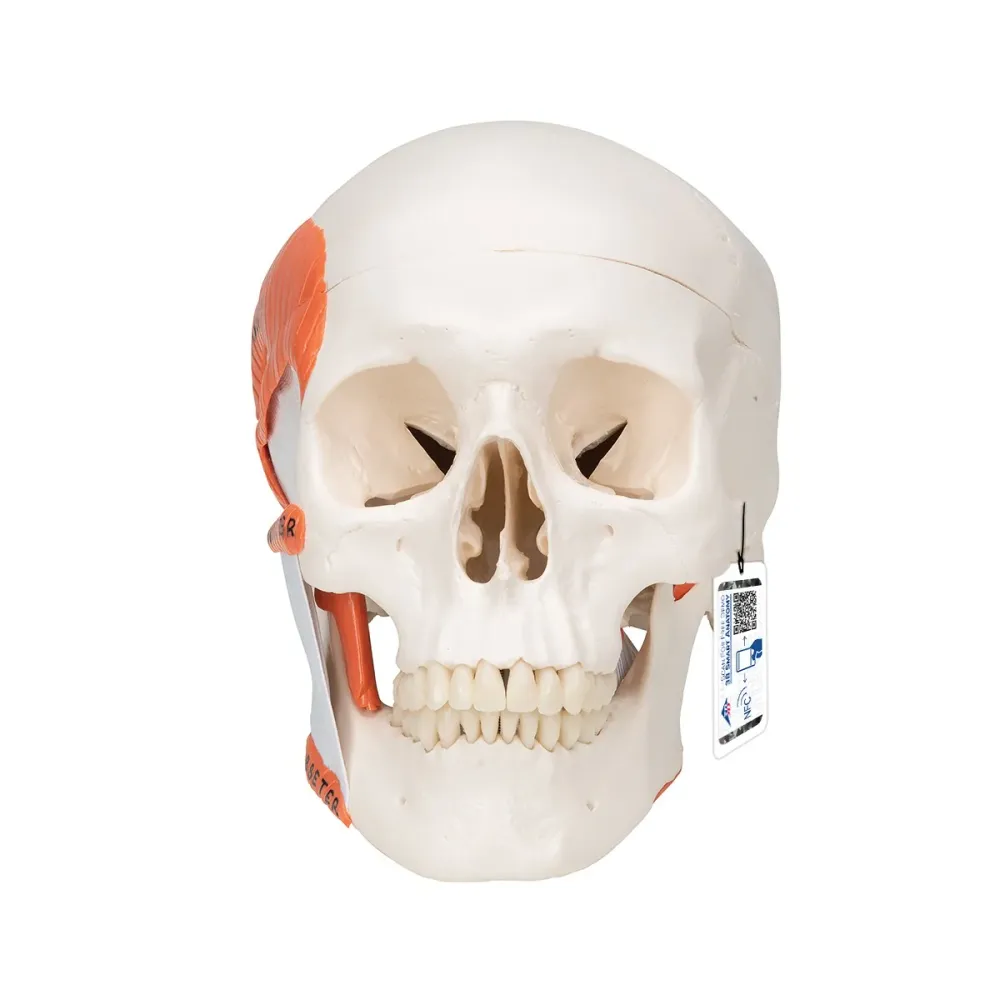 Cráneo funcional con musculatura para la masticación, 2 partes - 3B Smart Anatomy 3B Scientific