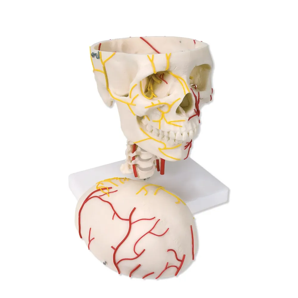Cráneo neurovascular 3B Scientific