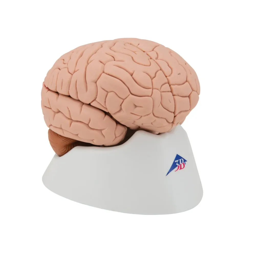 Encéfalo clásico, desmontable en 4 piezas - 3B Smart Anatomy 3B Scientific