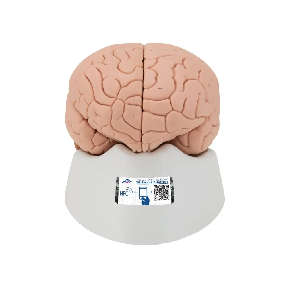 Encéfalo económico, desmontable en 2 piezas - 3B Smart Anatomy 3B Scientific