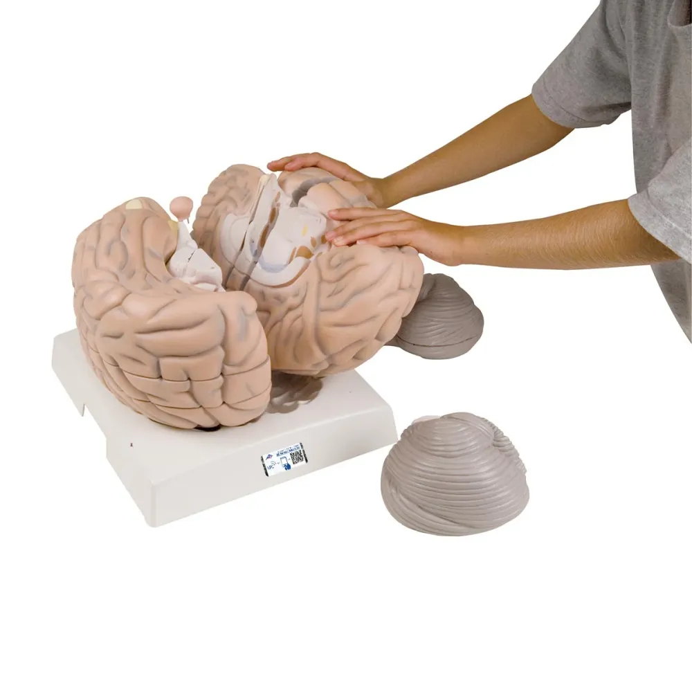 Encéfalo gigante, 2,5 veces el tamaño natural, desmontable en 14 piezas - 3B Smart Anatomy 3B Scientific
