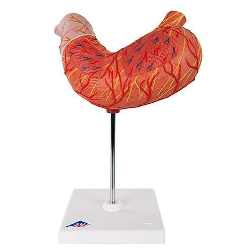 Estómago, en 2 piezas - 3B Smart Anatomy 3B Scientific