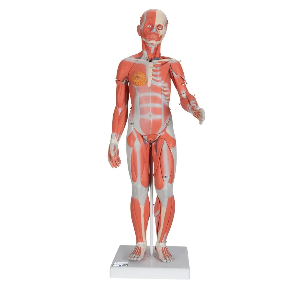 Figura Completa de Doble Sexo con Músculos, con órganos internos, desmontable en 33 piezas 3B Scientific