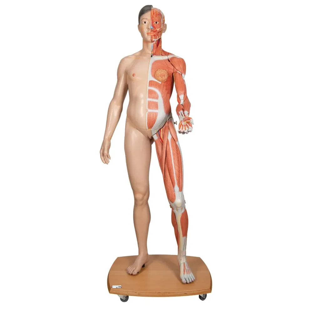 Figura corporal completa asiática de doble sexo, 39 partes 3B Scientific