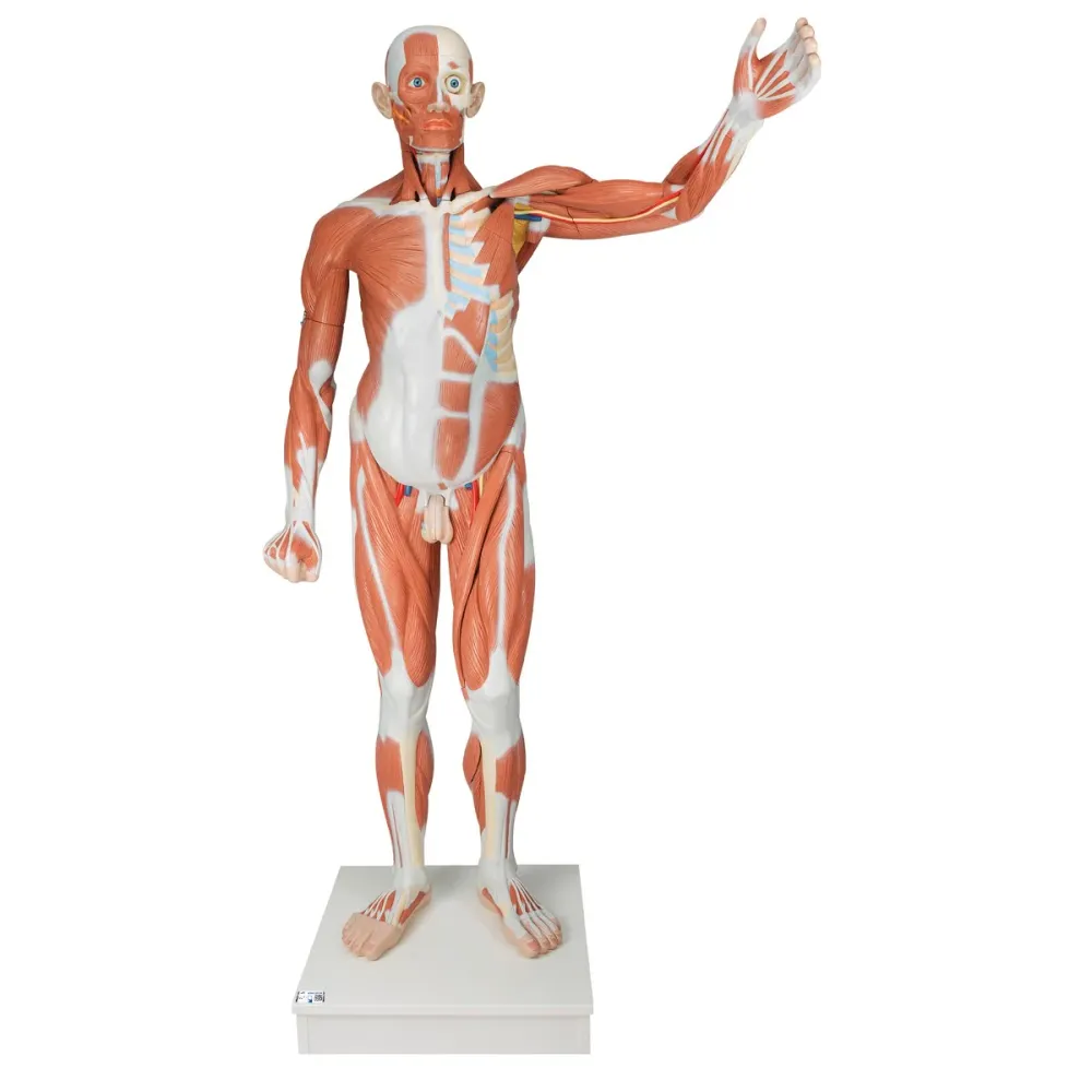 Figura muscular masculina de tamaño natural, desmontable en 37 piezas 3B Scientific