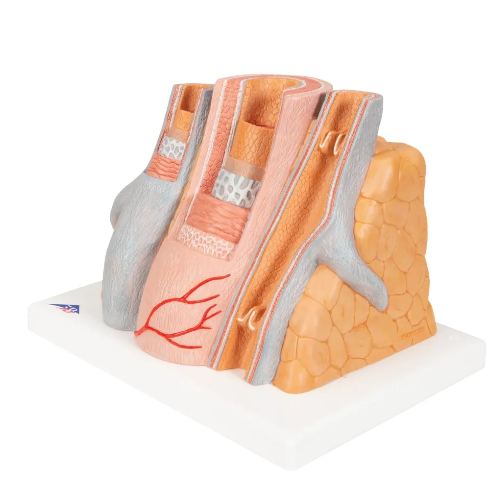 3B MICROanatomy™ Arteria y Vena - magnificación de 14 veces - 3B Smart Anatomy 3B Scientific