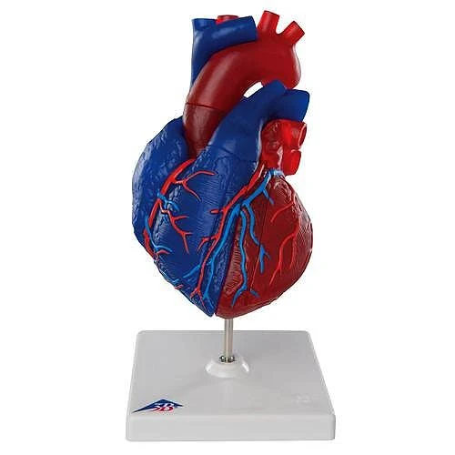 Modelo de corazón magnético, tamaño real, 5 piezas - 3B Smart Anatomy 3B Scientific