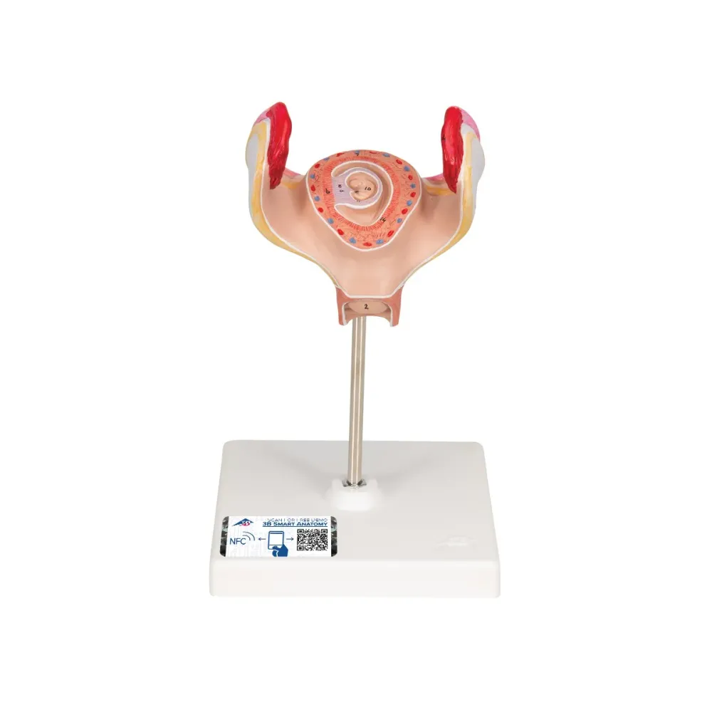 Modelo de embrión, primer mes 3B Scientific