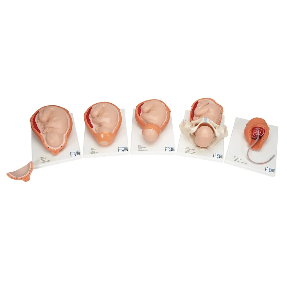 Modelo etapas del parto 3B Scientific