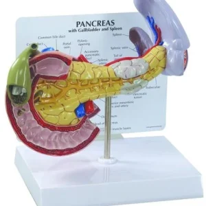 Modelo de páncreas 3B Scientific