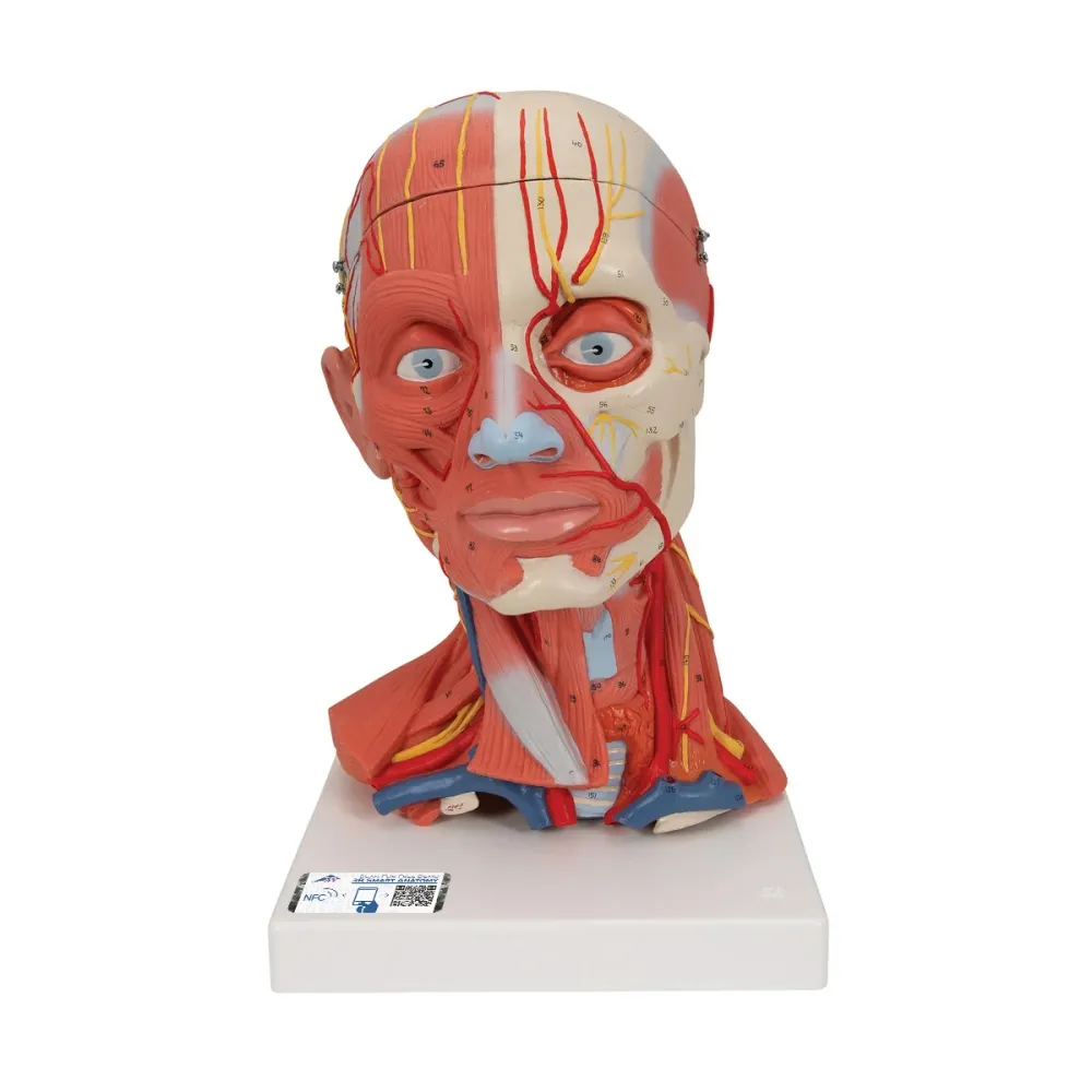 Musculatura de la cabeza y del cuello, 5 piezas - 3B Smart Anatomy 3B Scientific