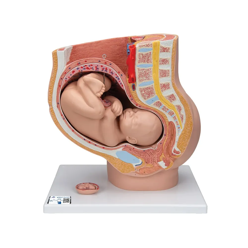 Pelvis de embarazo, 3 piezas 3B Scientific