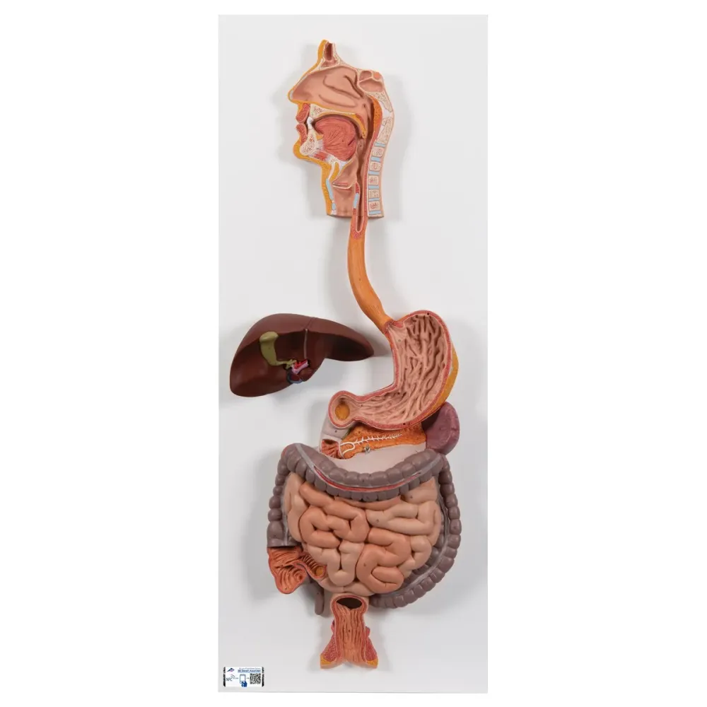 Sistema Digestivo, en 2 piezas - 3B Smart Anatomy 3B Scientific