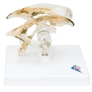 Ventrículo cerebral - 3B Smart Anatomy 3B Scientific