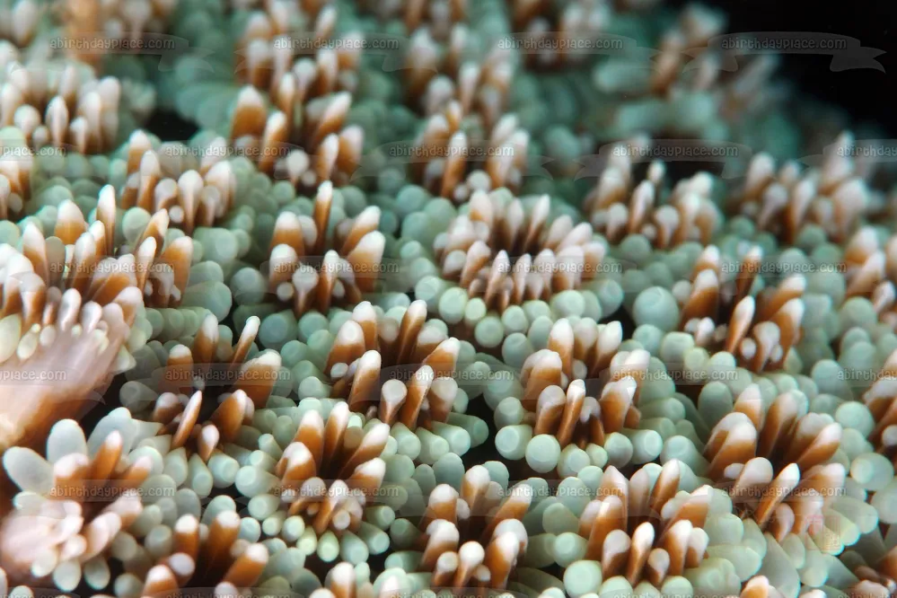 Decoración comestible para tarta con paisaje de coral y vida oceánica, imagen ABPID52520 A Birthday Place
