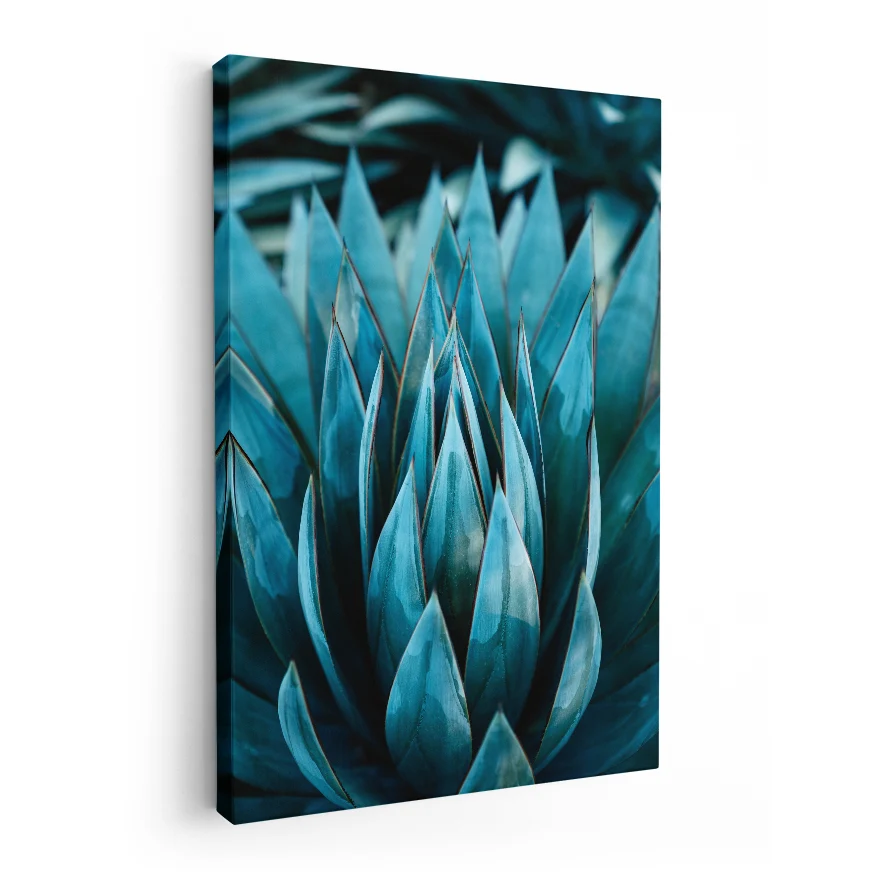 Aloe Poster
