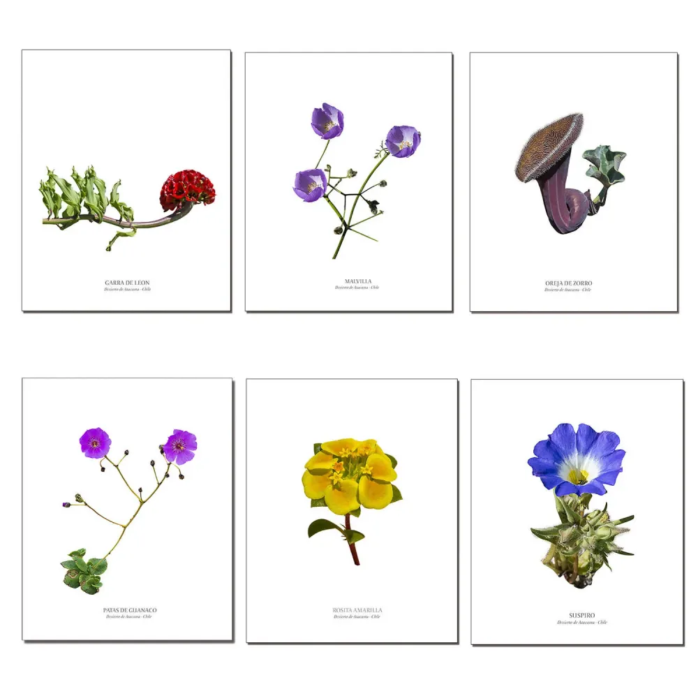 Pack de 6 láminas para enmarcar de Flores del desierto de Atacama diseño 2 Andes1