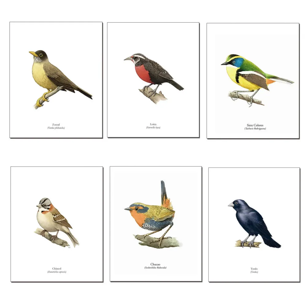 Pack de 6 láminas para enmarcar de Pájaros Chilenos diseño 1 Andes1