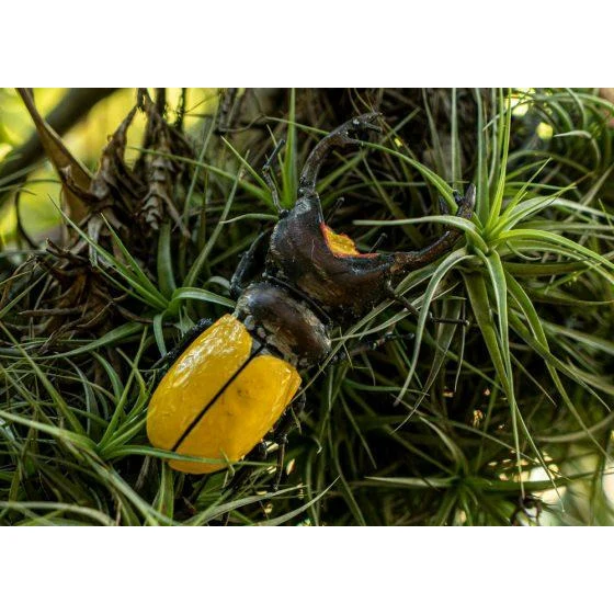 Ciervo volante amarillo - Insecto decorativo en metal reciclado Arrosoir & Persil