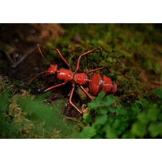 Hormiga roja PM - Insecto decorativo en metal reciclado Arrosoir & Persil
