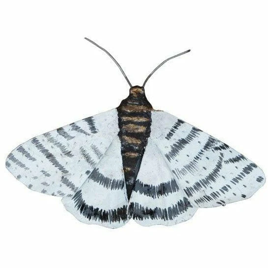 Polilla PM - Insecto decorativo en metal reciclado Arrosoir & Persil