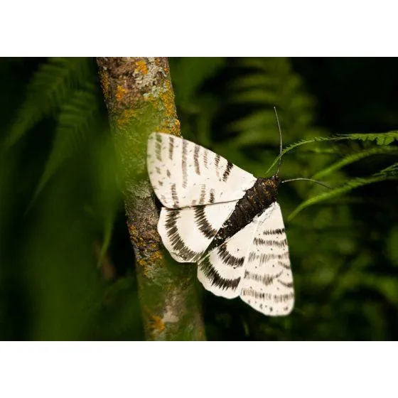 Polilla PM - Insecto decorativo en metal reciclado Arrosoir & Persil