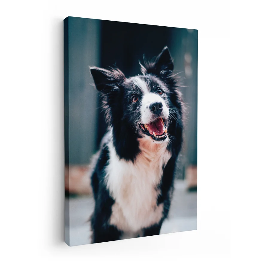 Border Collie Poster