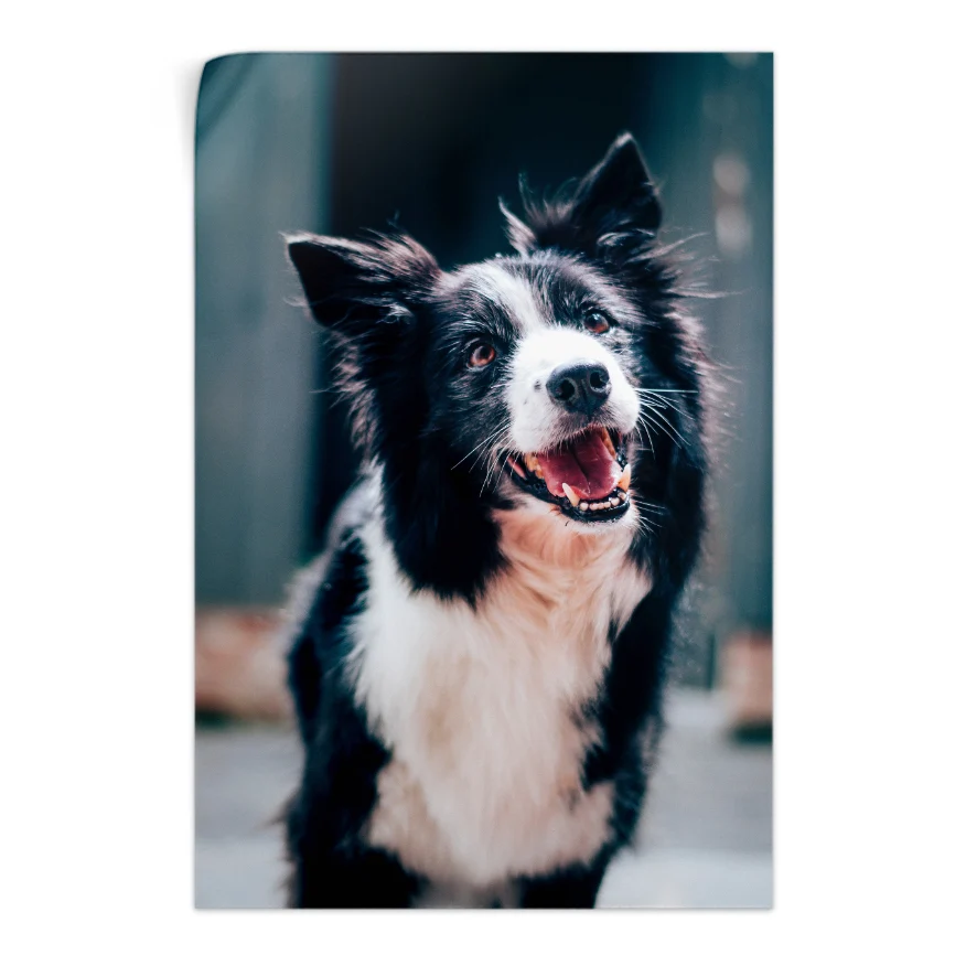 Border Collie Poster
