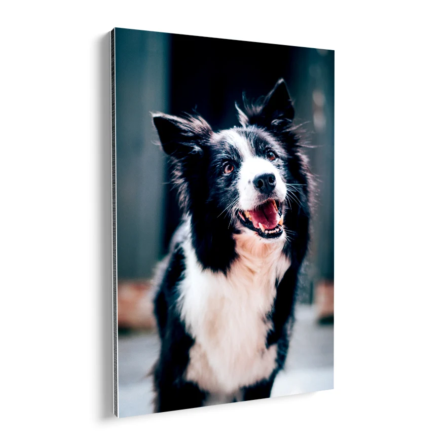 Border Collie Poster