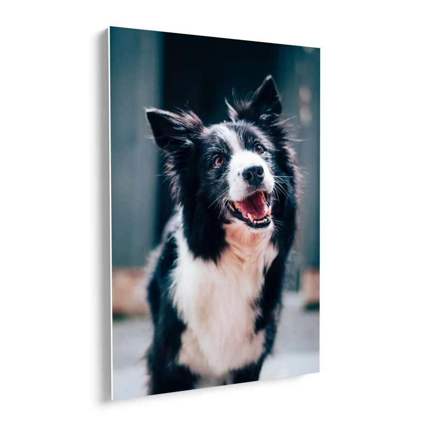 Border Collie Poster