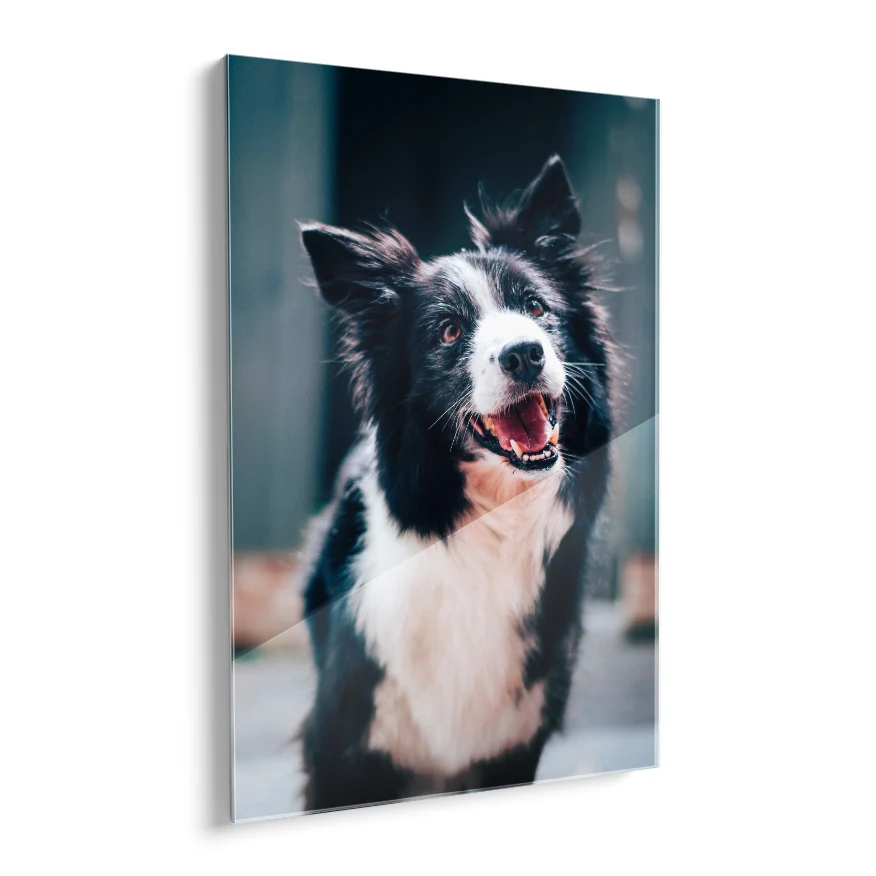 Border Collie Poster