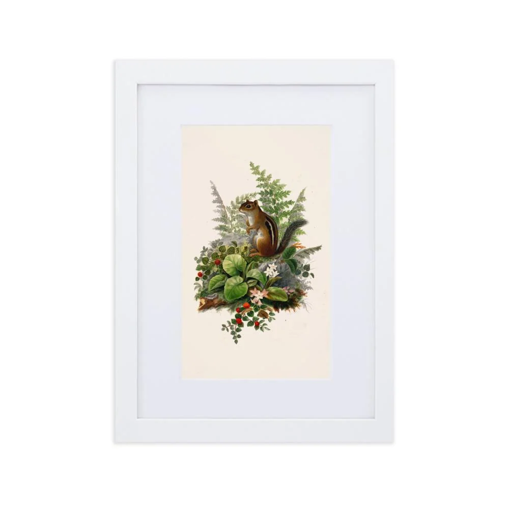 Ardilla - cartel en un marco con paspartú Blanco Boston Public Library