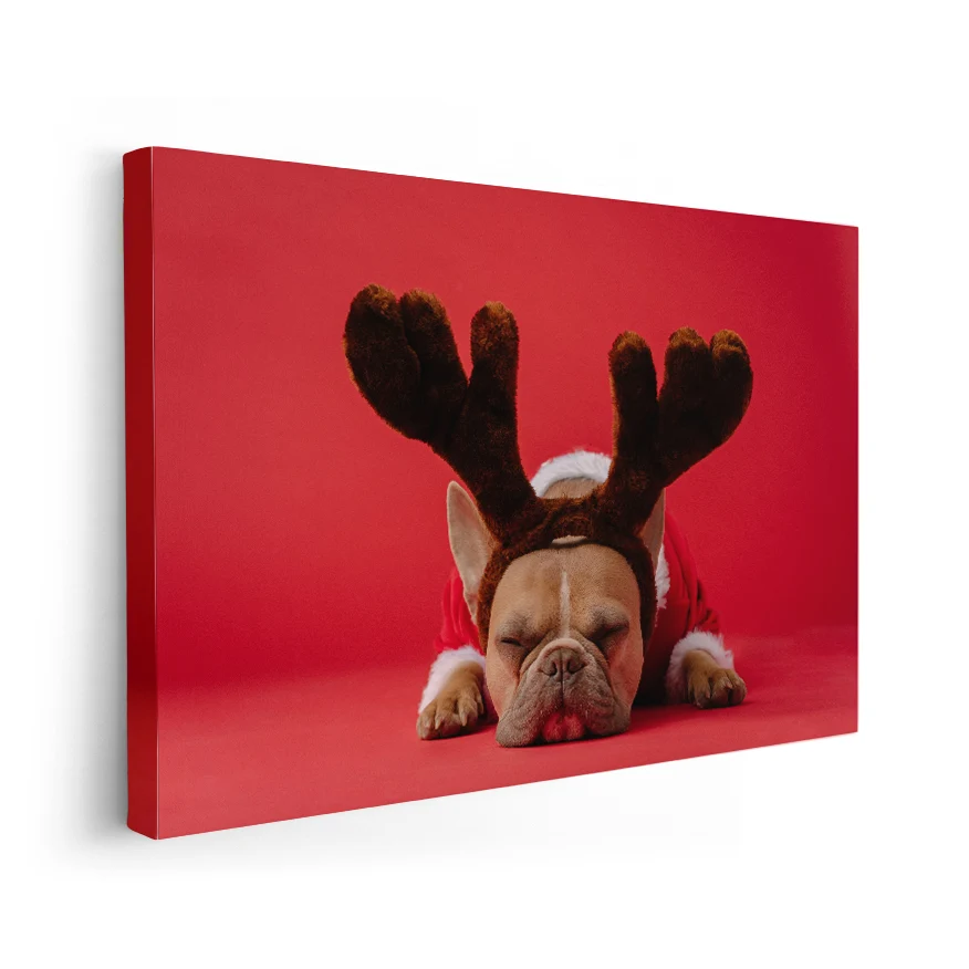 Bulldog Frances con Disfraz Poster